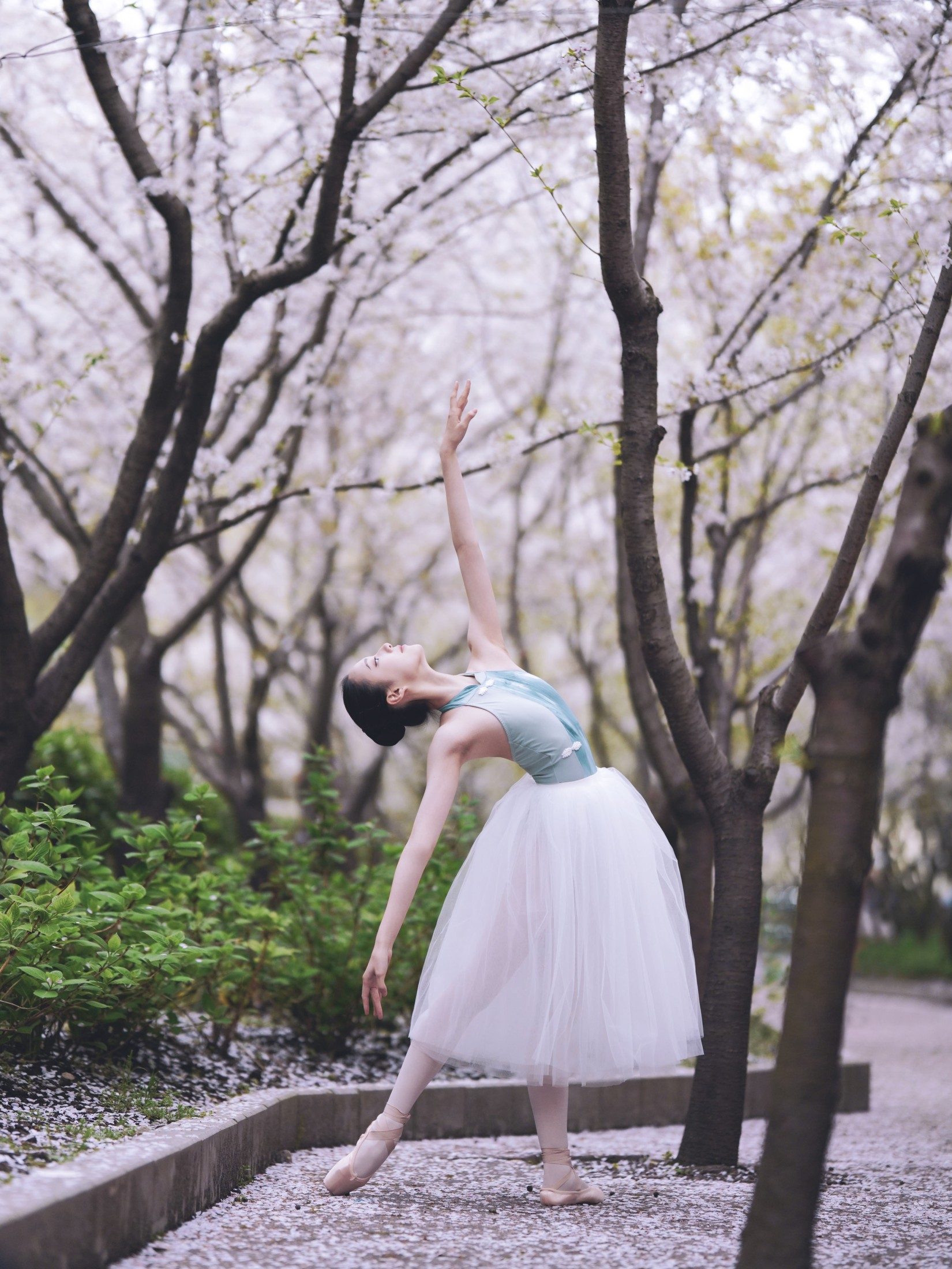 小熊 – 《樱花芭蕾》[25P] 插图4