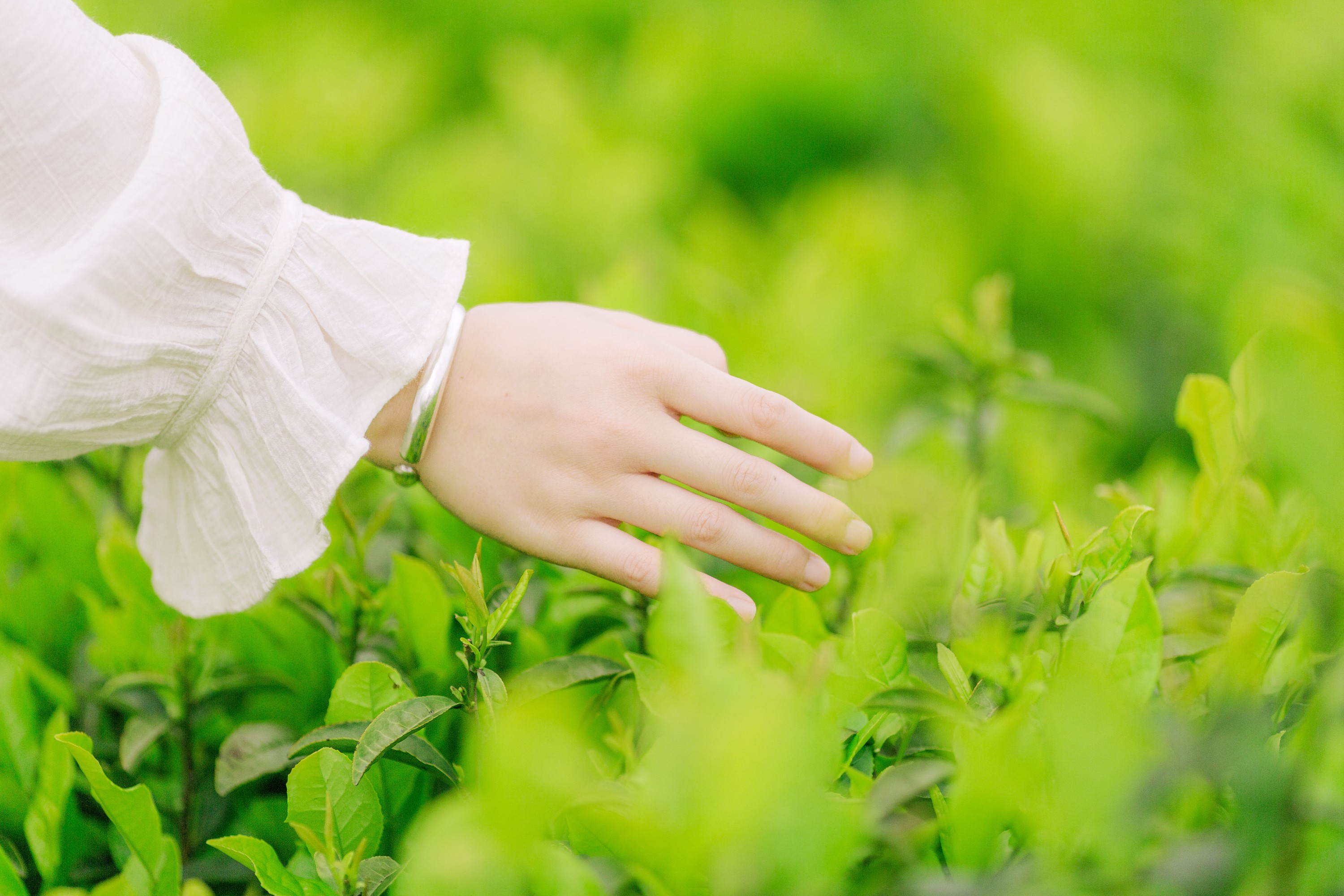 般若 – 《茶山行》[17P] 插图1