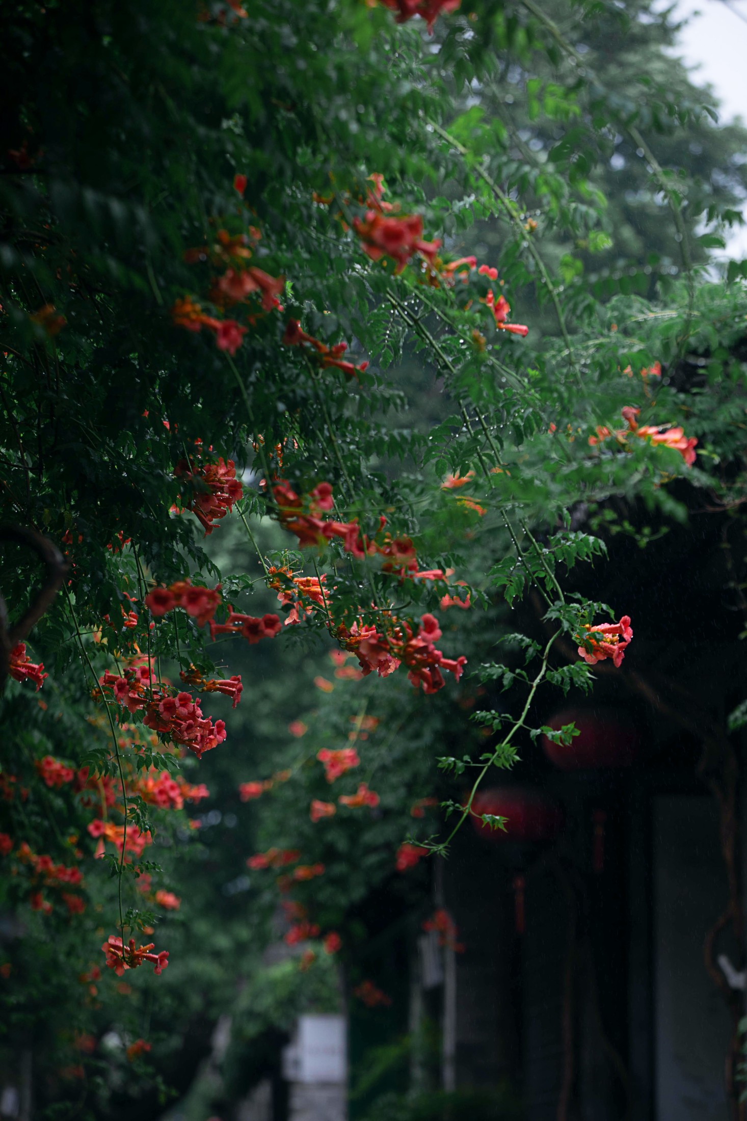  – 《老门东雨中的凌霄花》[19P] 插图1