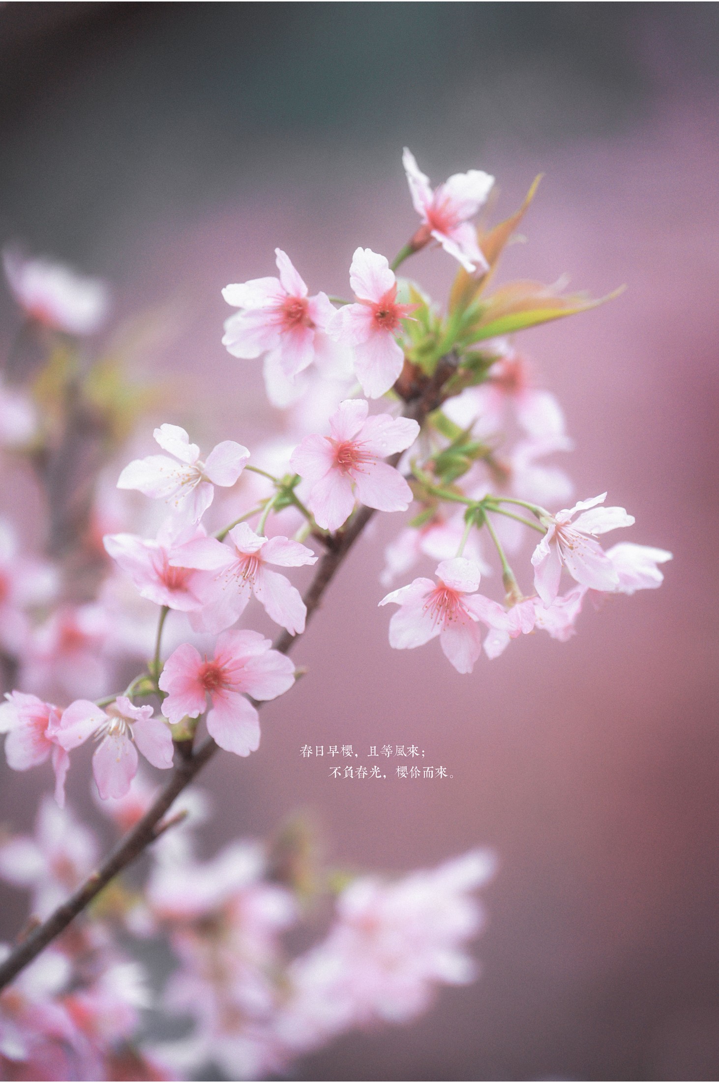 阿咩咩咩 – 《古风人像拍摄-樱花-陌上花开》[16P] 插图1